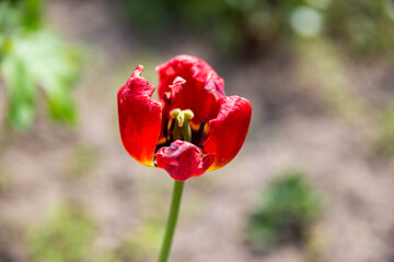 Red frozen tulip flower in spring in frost, close-up