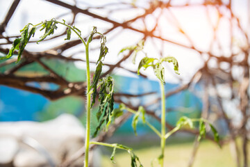 Frozen tomato plant before planting in the ground in spring, spring time