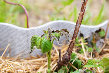Frostbitten leaves and raspberry bushes spring, close-up