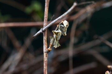 Dry leaves and branches of grapes frostbitten in spring, close-up