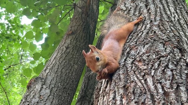 A squirrel clings to a tree trunk, looking down with a curious expression. Concept of Wildlife encounter.