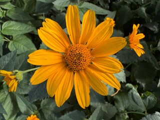 yellow flowers in the garden