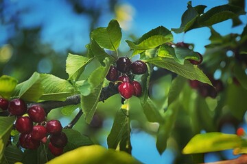 red berries on a branch