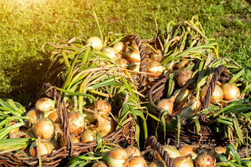 Summer cottage harvest of onions in baskets against the background of grass, close-up