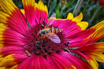bee on a flower