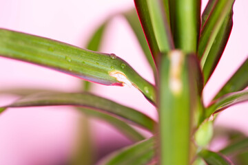 Dry spot on leaves of house plant. Plant disease, fungus, close-up