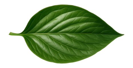 Peony leaf showing a broad, ovate form with smooth edges and glossy surface