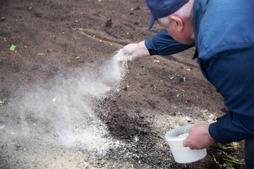 A man deacidifies the soil with dolomite flour and fertilizer in the garden in autumn. Increasing...