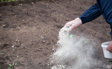 An elderly man sprays dolomite flour on acidic soil to deoxidize the soil and increase the harvest...