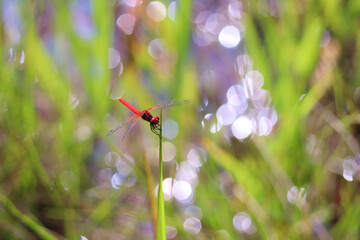 ハッチョウトンボのオス