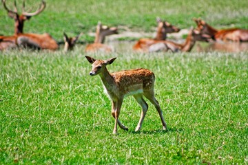 Cerbiatto in un prato