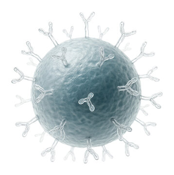 B cell with prominent surface immunoglobulins