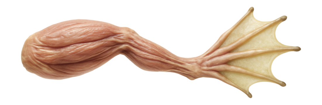 Homologous structures: frog leg with webbed toes and muscular build