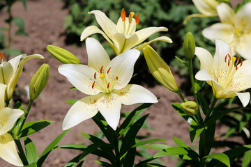 white yellow lilies in the garden

