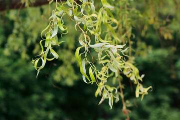 close-up of decorative willow branches

