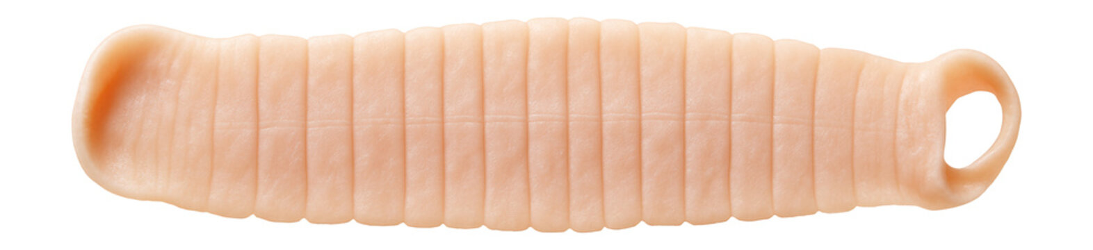 Adult tapeworm segment showing flattened, ribbon-like body with repeating proglottids