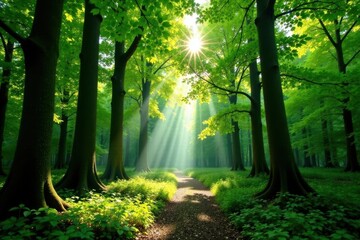 Fototapeta premium Emerald canopy, Loch Lomond forest Summer sunlight dapples leaves , Loch Lomond, fresh, forest