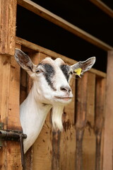 Schöne hornlose Ziege mit Bart blickt aus Fressgatter im Stall. Portrait