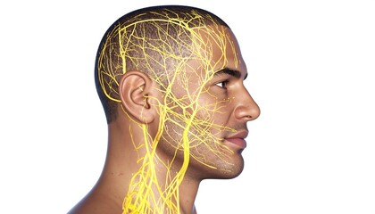 Obraz premium Side view of head with highlighted nerves