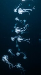 Many jellyfish gracefully drifting in the deep sea.
