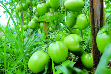 Pruning Tomato Plants with Green Unripe Fruits in Organic Farm