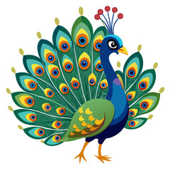 peacock feather vector illustration