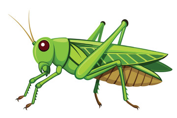 Cartoon Grasshopper Illustration a Vibrant Green Insect with Brown Accents and Detailed Wing and Leg Design on a White Background