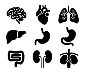 Human Organs Icons Set. Brain, Heart, Lungs, Liver, Stomach, Intestines, Kidneys, and Respiratory System, Medical Anatomy Vector