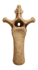 Fototapeta premium Brachiosaurus cervical vertebra with elongated centrum and expanded neural arch