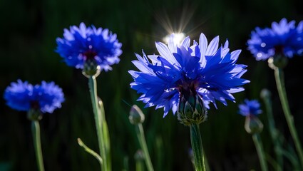 Fototapeta premium Beautiful blue cornflowers in full bloom floral photography garden flowers summer bloom 90