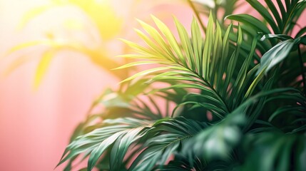 Lush palm fronds against a soft pink backdrop, bathed in sunlight