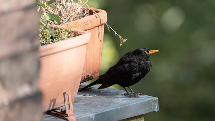 Blackbird standing interested on the Balcony. High quality photo