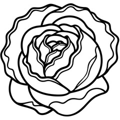 Curled Cabbage Vector Art