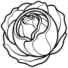 Curled Cabbage Vector Art