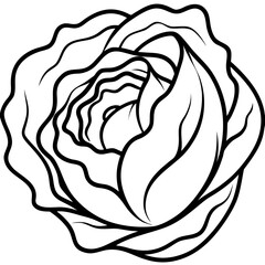 Curled Cabbage Vector Art
