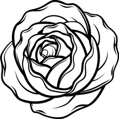 Curled Cabbage Vector Art