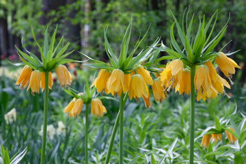 Yellow flowers. Yellow Crown imperial flowers blooming in the spring sunshine with soft focus...