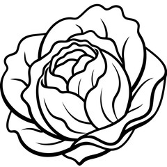 Curled Cabbage Vector Art