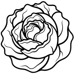 Curled Cabbage Vector Art