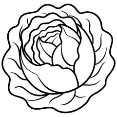 Curled Cabbage Vector Art
