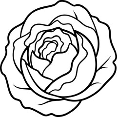 Curled Cabbage Vector Art