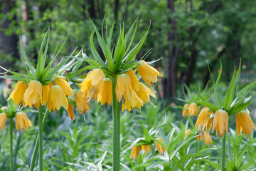 Yellow flowers. Yellow Crown imperial flowers blooming in the spring sunshine with soft focus...