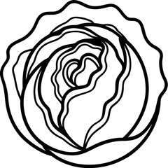 Curled Cabbage Vector Art