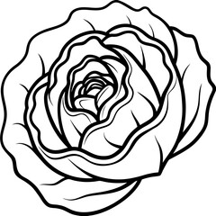 Curled Cabbage Vector Art