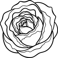 Curled Cabbage Vector Art