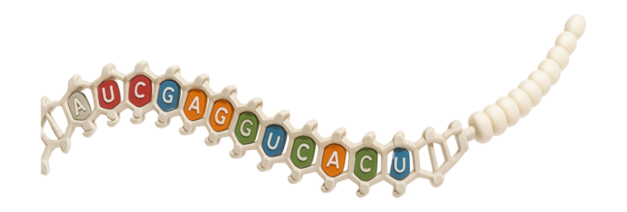 mRNA strand with codon sequence and poly-A tail