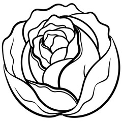 Curled Cabbage Vector Art