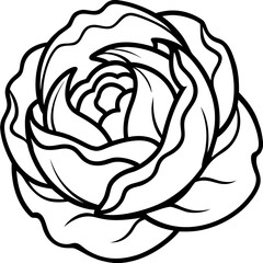 Curled Cabbage Vector Art