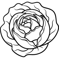 Curled Cabbage Vector Art