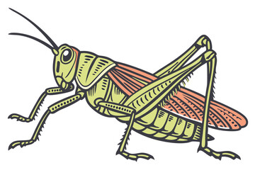 Cartoon Grasshopper Illustration a Vibrant Green Insect with Brown Accents and Detailed Wing and Leg Design on a White Background